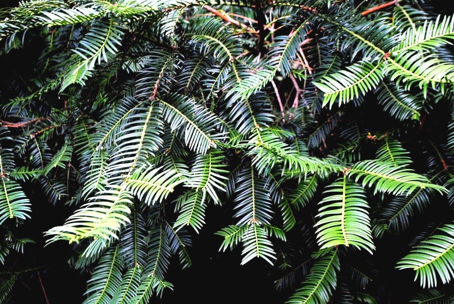 Close up view of Japanese spreading yew tree green needle-like leaves.