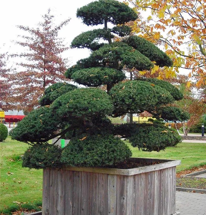 Japanese spreading yew with cloud tree pruning in wooden specimen container with autumn foliage in background.