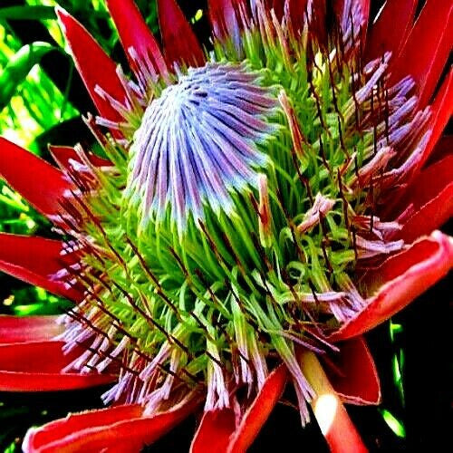 Close up of King Protea (Protea cynaroides) flower bloom showing large pink bracts and detailed center