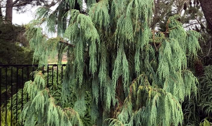 Tall evergreen (Cupressus cashmeriana) tree with a blurred background