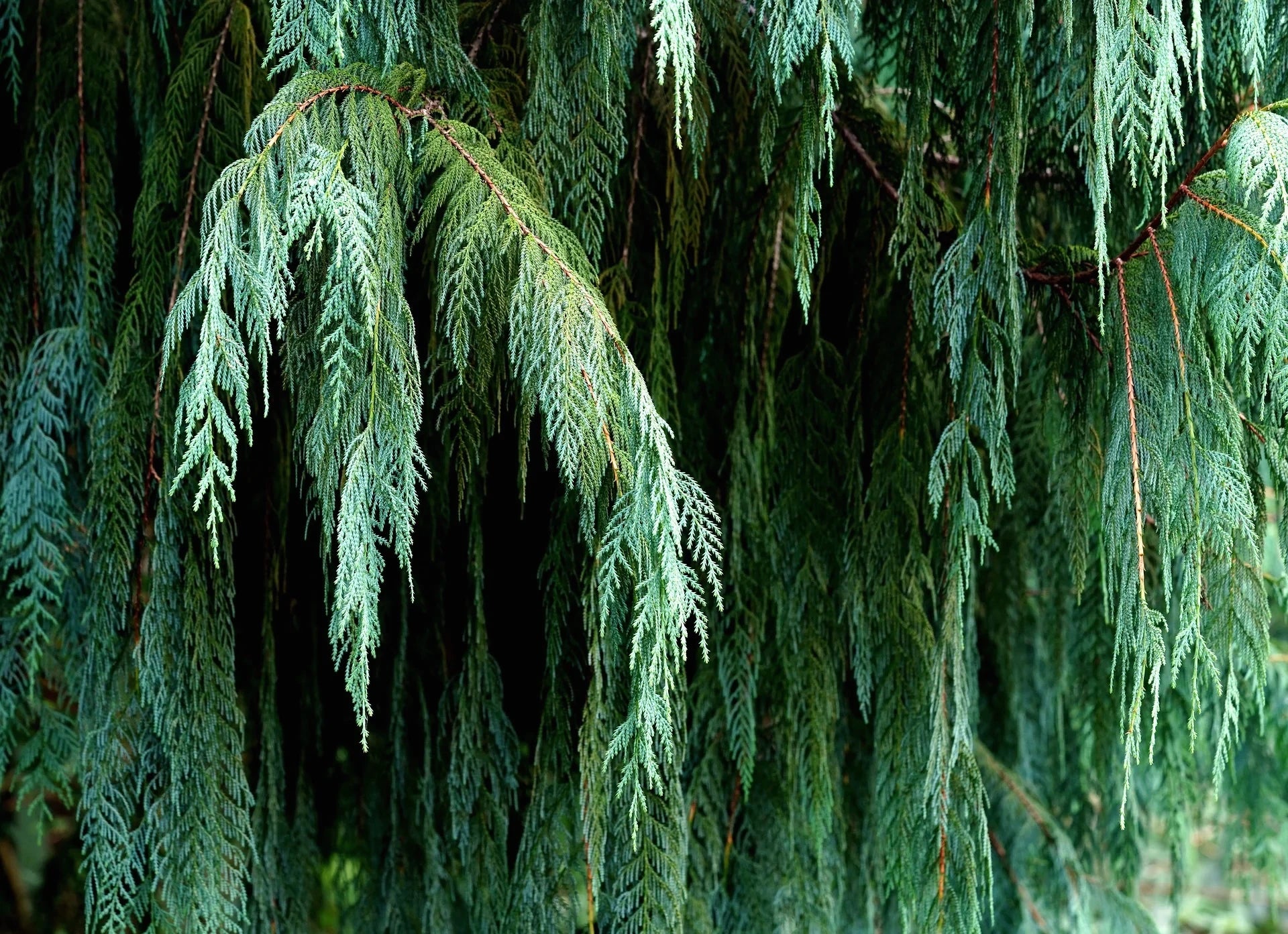 Close-up of a dense (Cupressus cashmeriana) evergreen tree with hanging branches