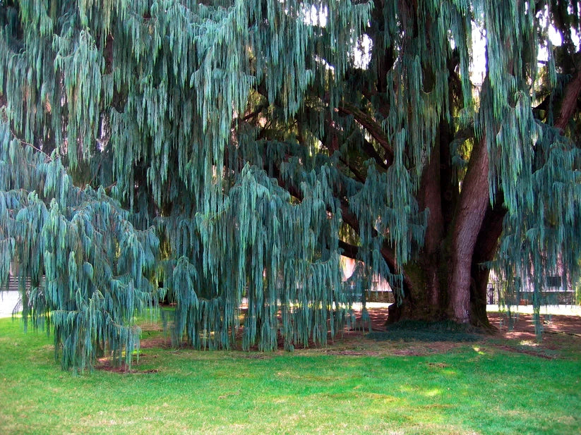 Large Kashmir Weeping Cypress tree with hanging branches in a park setting