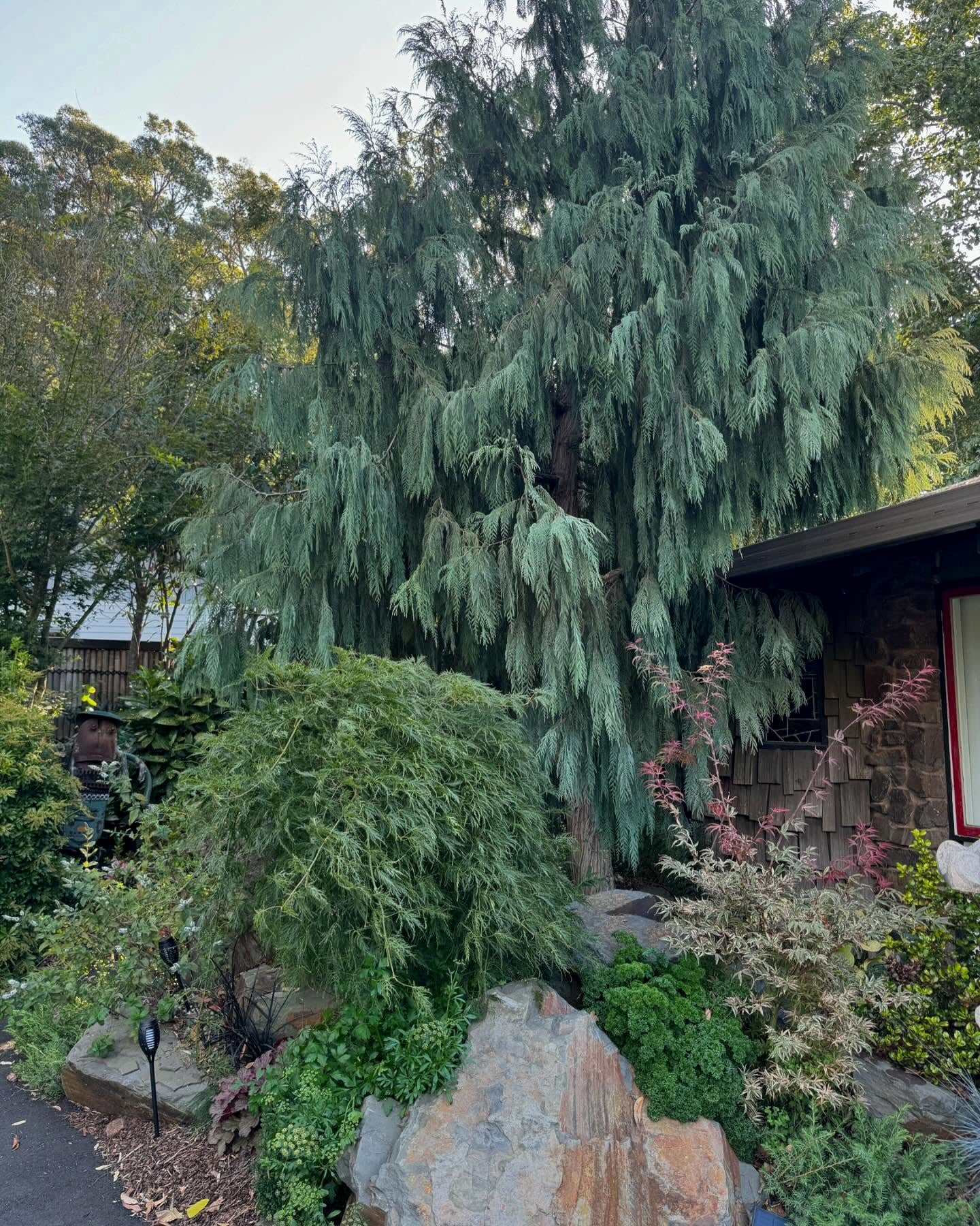 Large Kashmir Weeping Cypress tree in a garden setting with a house in the background