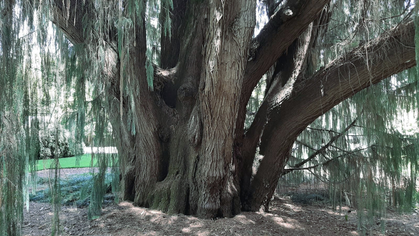 Large Kashmir Weeping Cypress tree with sprawling branches and a thick trunk in a forest setting