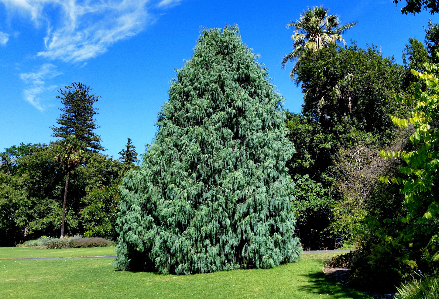 Tall Kashmir Weeping Cypress evergreen tree in a park with blue sky and green grass