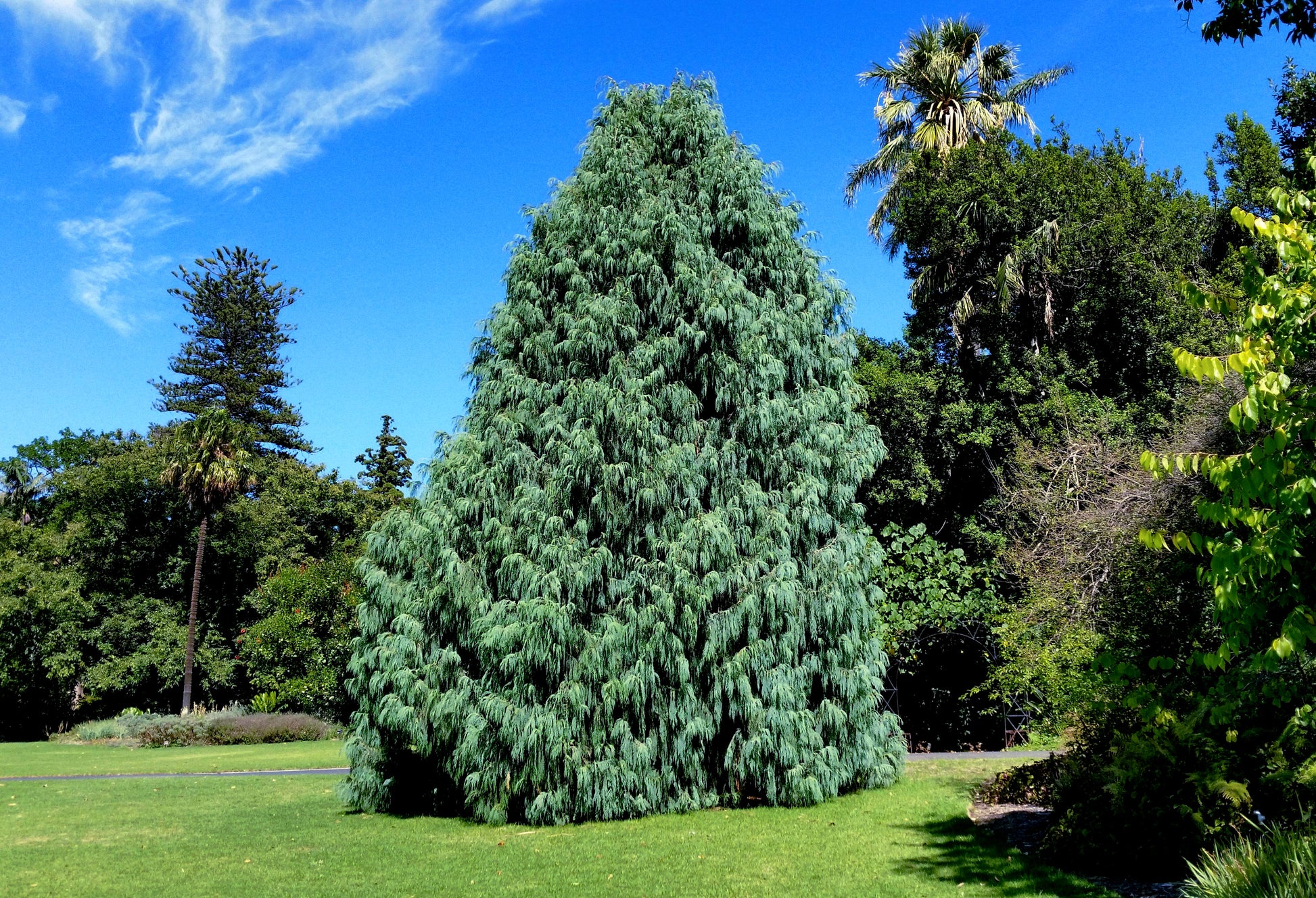 Tall Kashmir Weeping Cypress evergreen tree in a park with blue sky and green grass