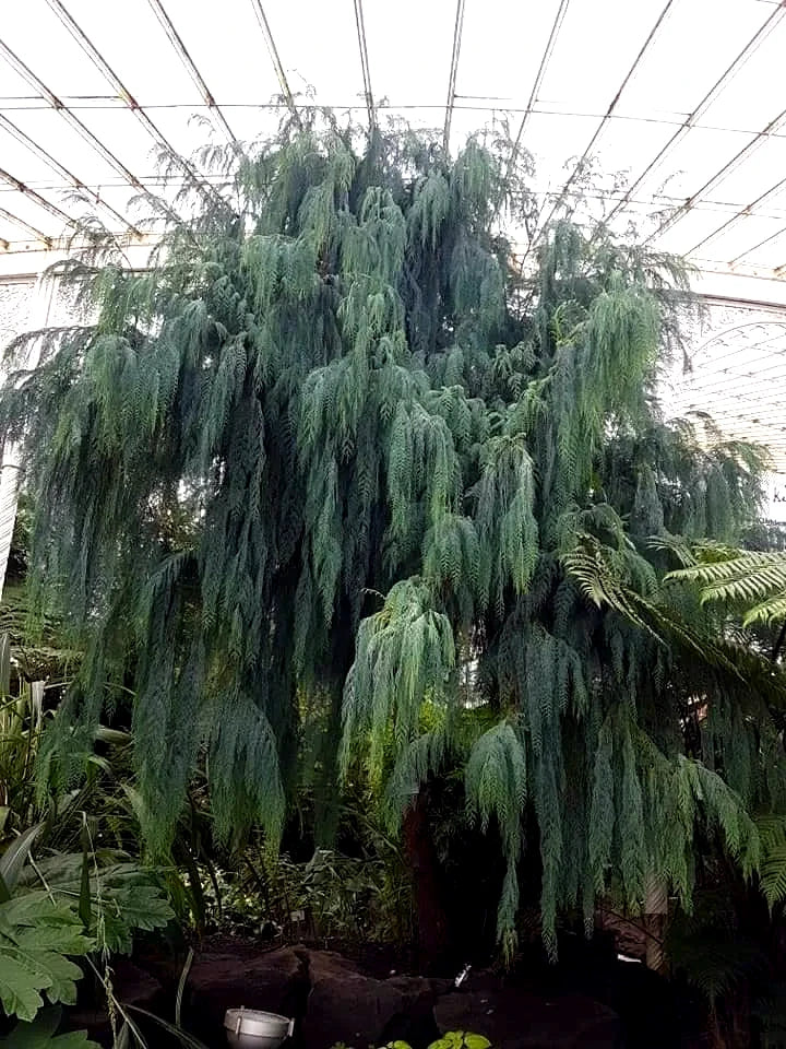 Tall Kashmir Weeping Cypress evergreen tree in a greenhouse setting