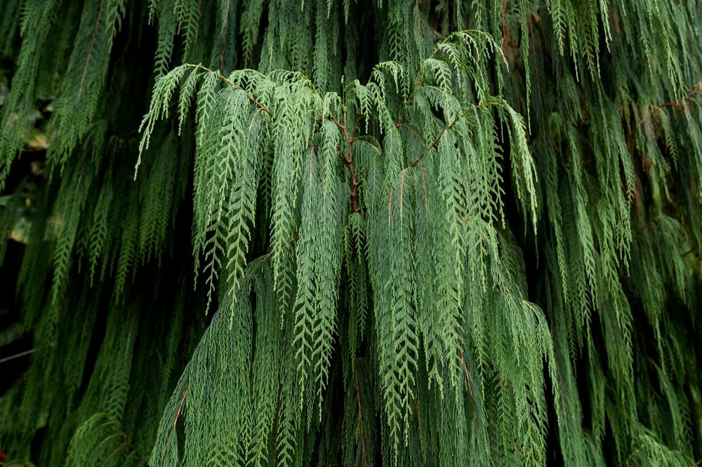 Close-up of a dense green (Cupressus cashmeriana) tree with hanging branches
