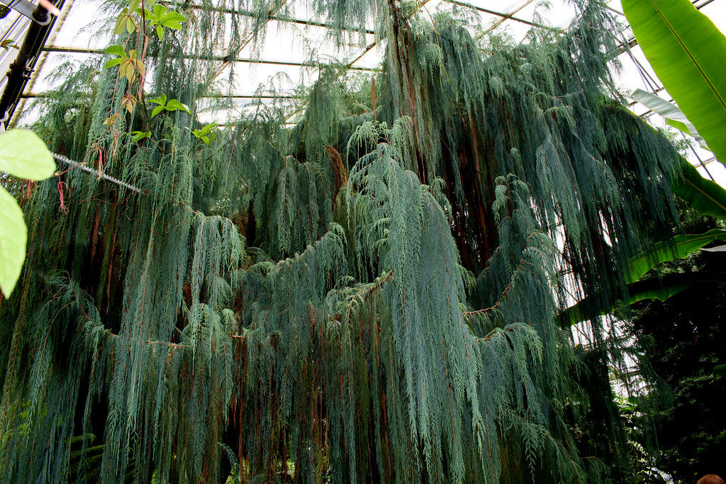 Tall, green, and brown Kashmir Weeping Cypress trees (Cupressus cashmeriana) with weeping branches in a greenhouse setting
