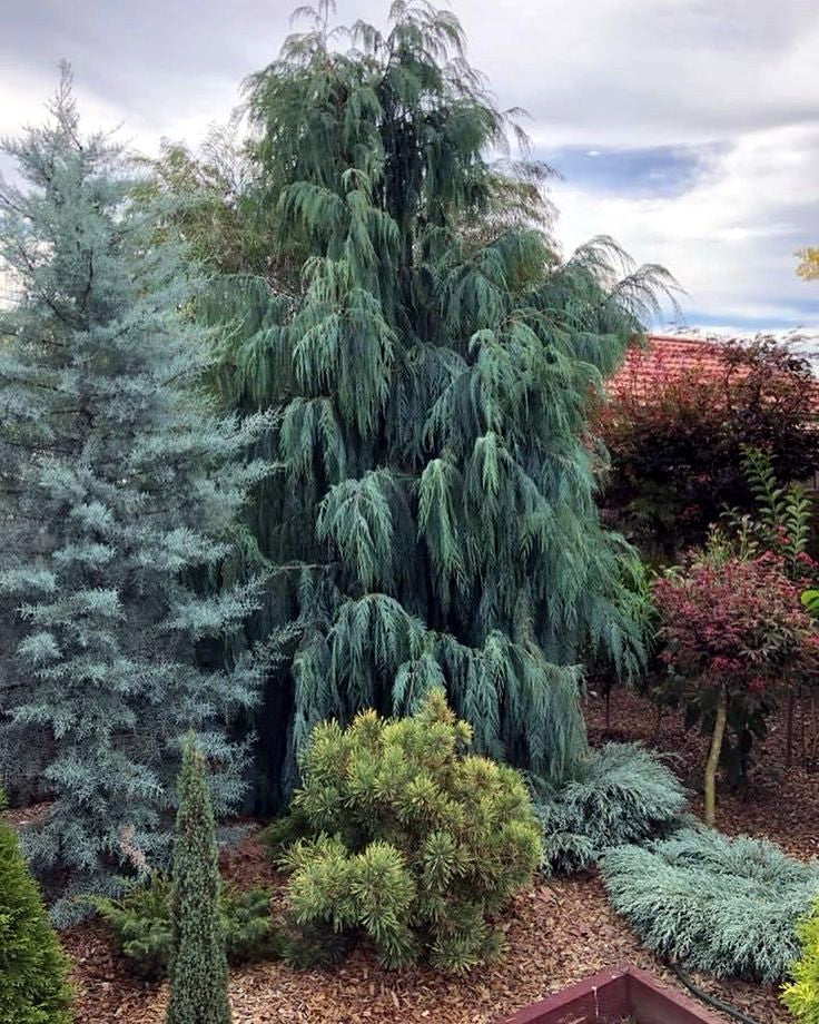 Large Kashmir Weeping Cypress in garden landscape.