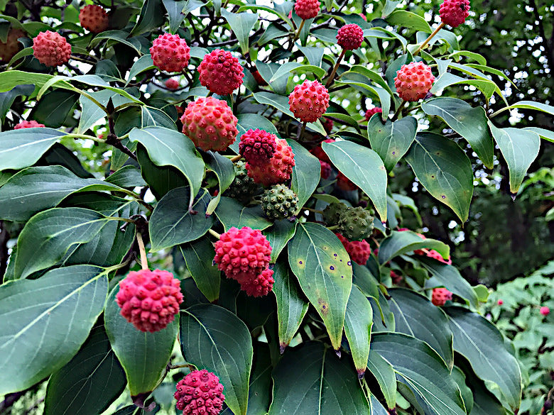 Red berries on a Kousa Dogwood tree with green leaves