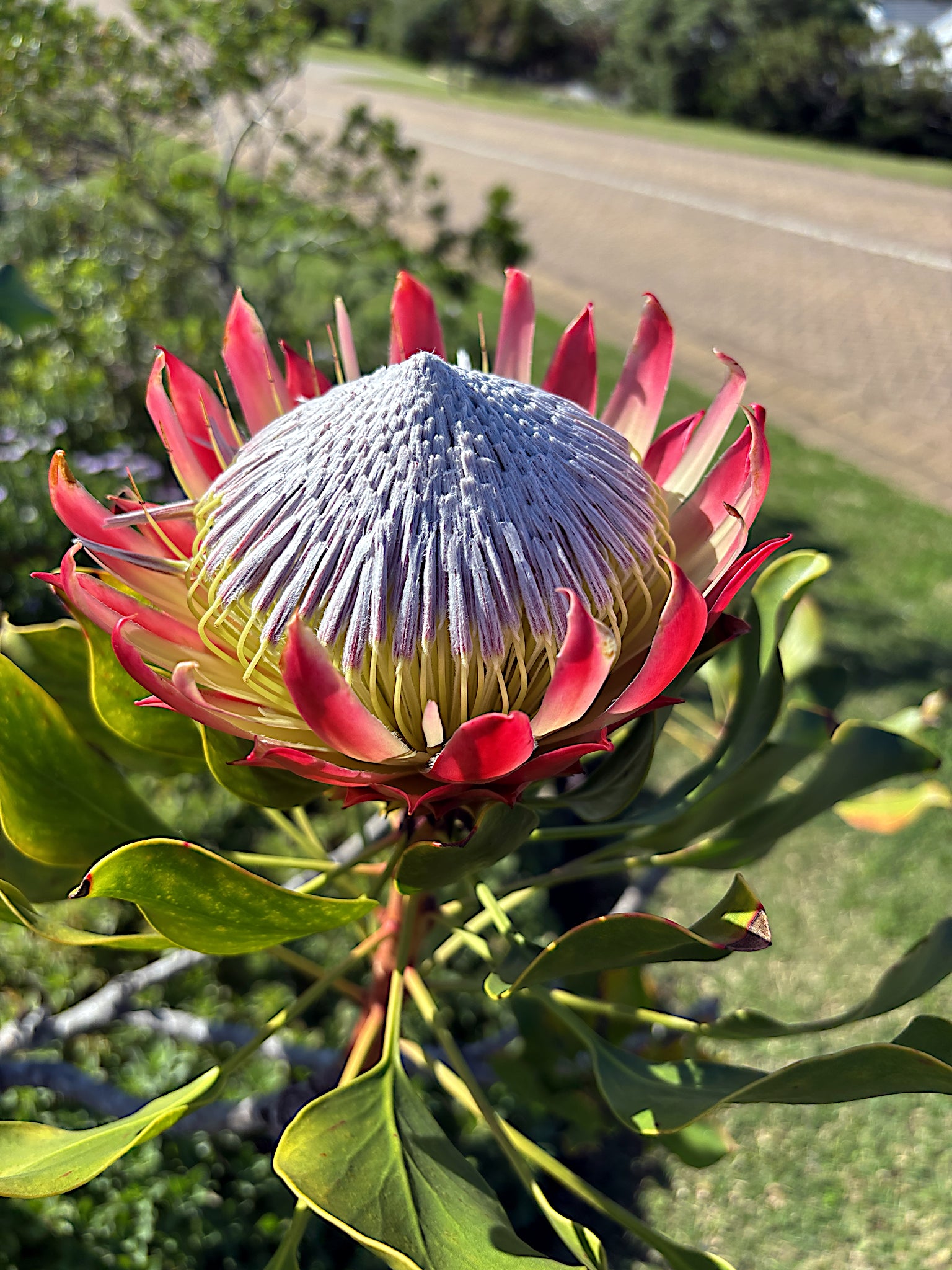 King Protea flower with a road and greenery in the background