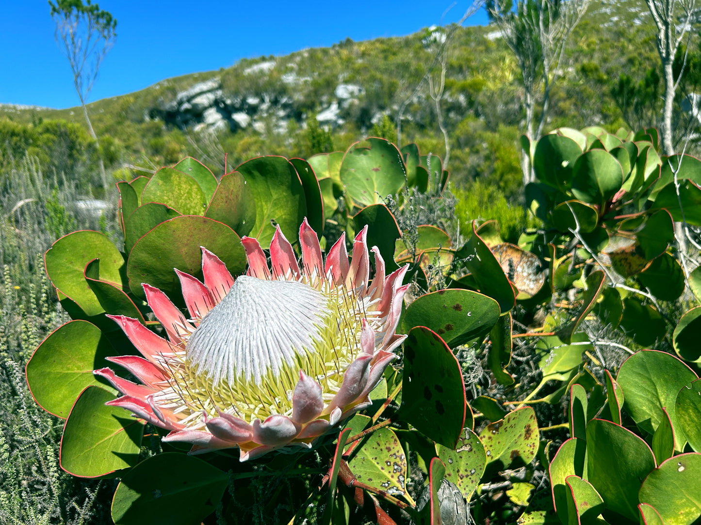 King Protea flower in a natural setting with green leaves and blue sky