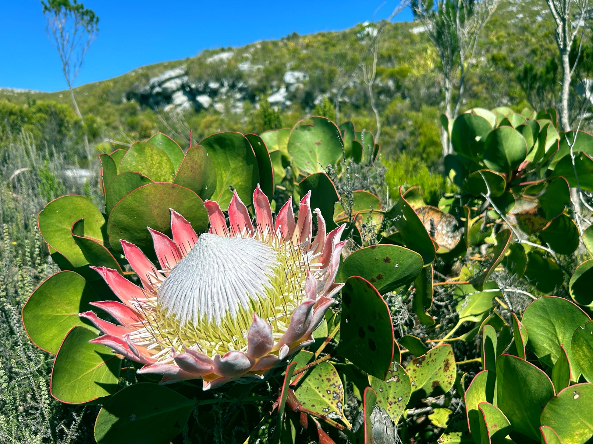 King Protea flower in a natural setting with green leaves and blue sky