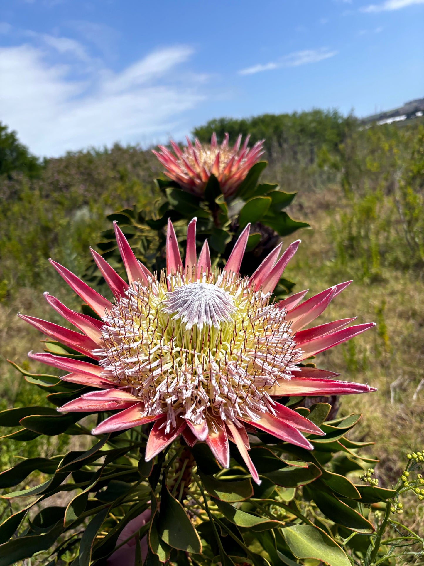 Close-up of a large pink King Protea flower with green leaves against a blue sky.