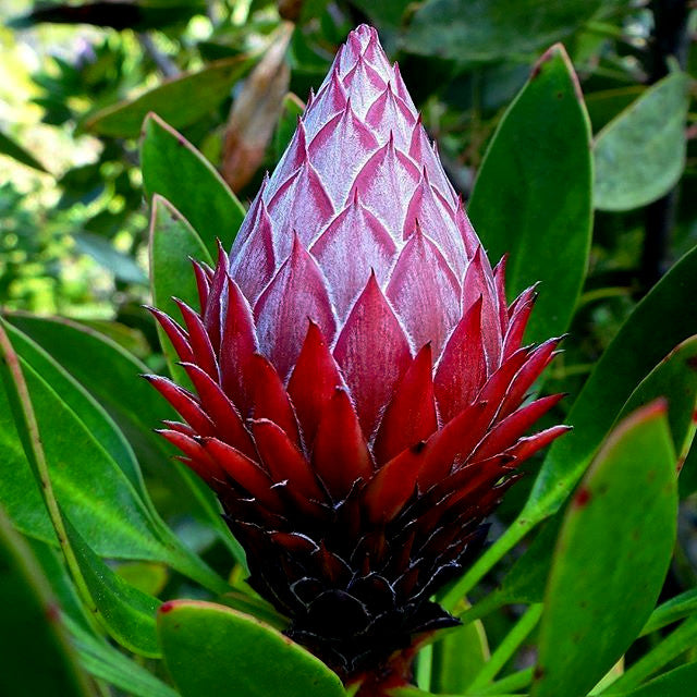 Close-up of a red king protea flower bud surrounded by green leaves
