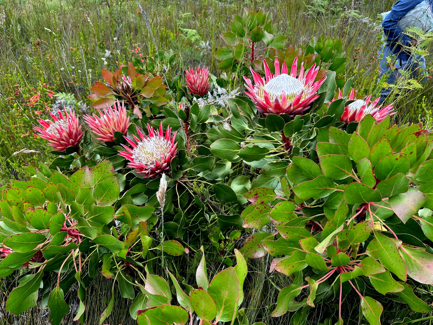 King Protea flowers in a natural setting with green leaves and grass. (Protea cynaroides)