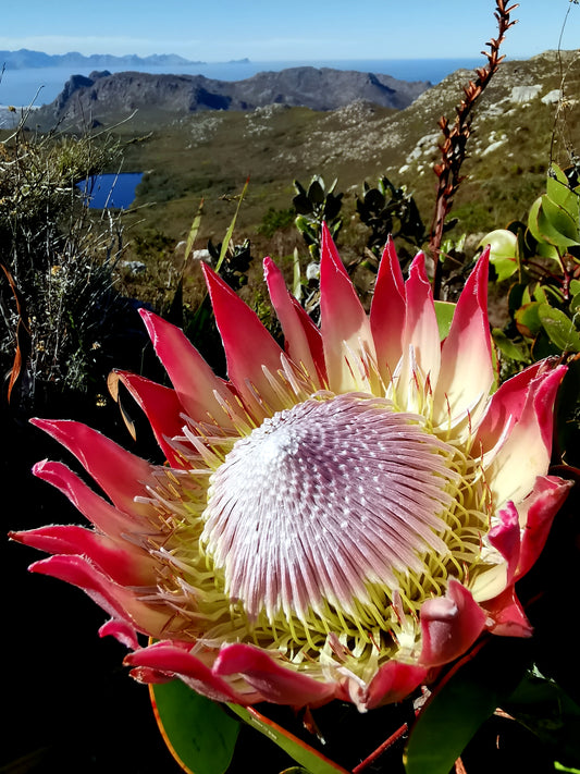 Close-up of a large pink King flower with mountains in the background. (Protea cynaroides)