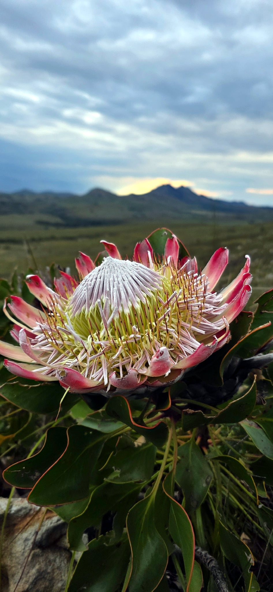 King Protea flower with a mountainous landscape in the background