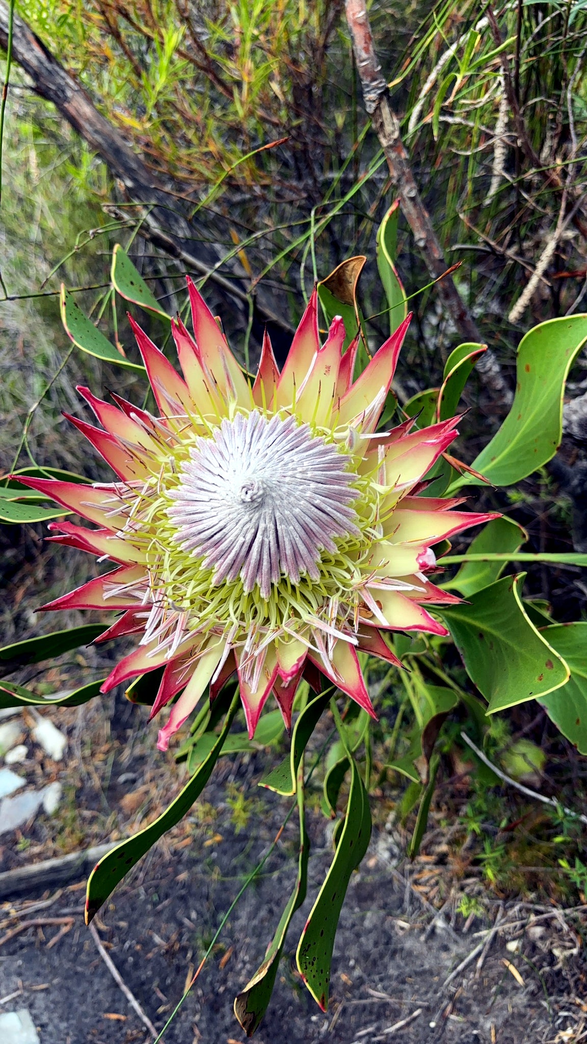 King Protea flower with green leaves in a natural setting. (Protea cynaroides)