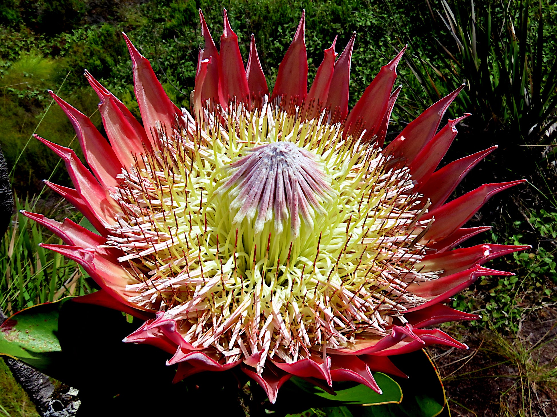 Close-up of a large red King Protea flower with a green center against a natural background. (Protea cynaroides)