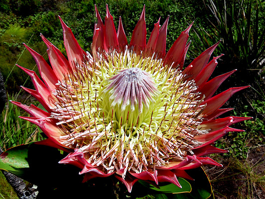 Close-up of a large red King Protea flower with a green center against a natural background. (Protea cynaroides)