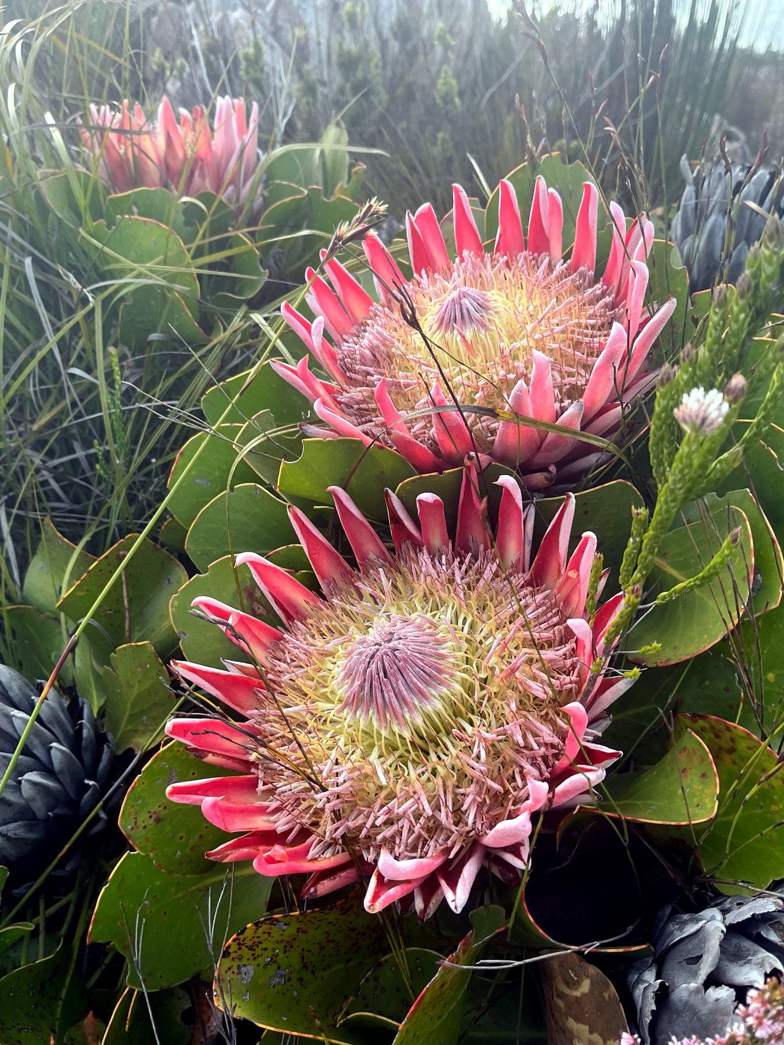 Close-up of King protea flowers with green leaves in the background