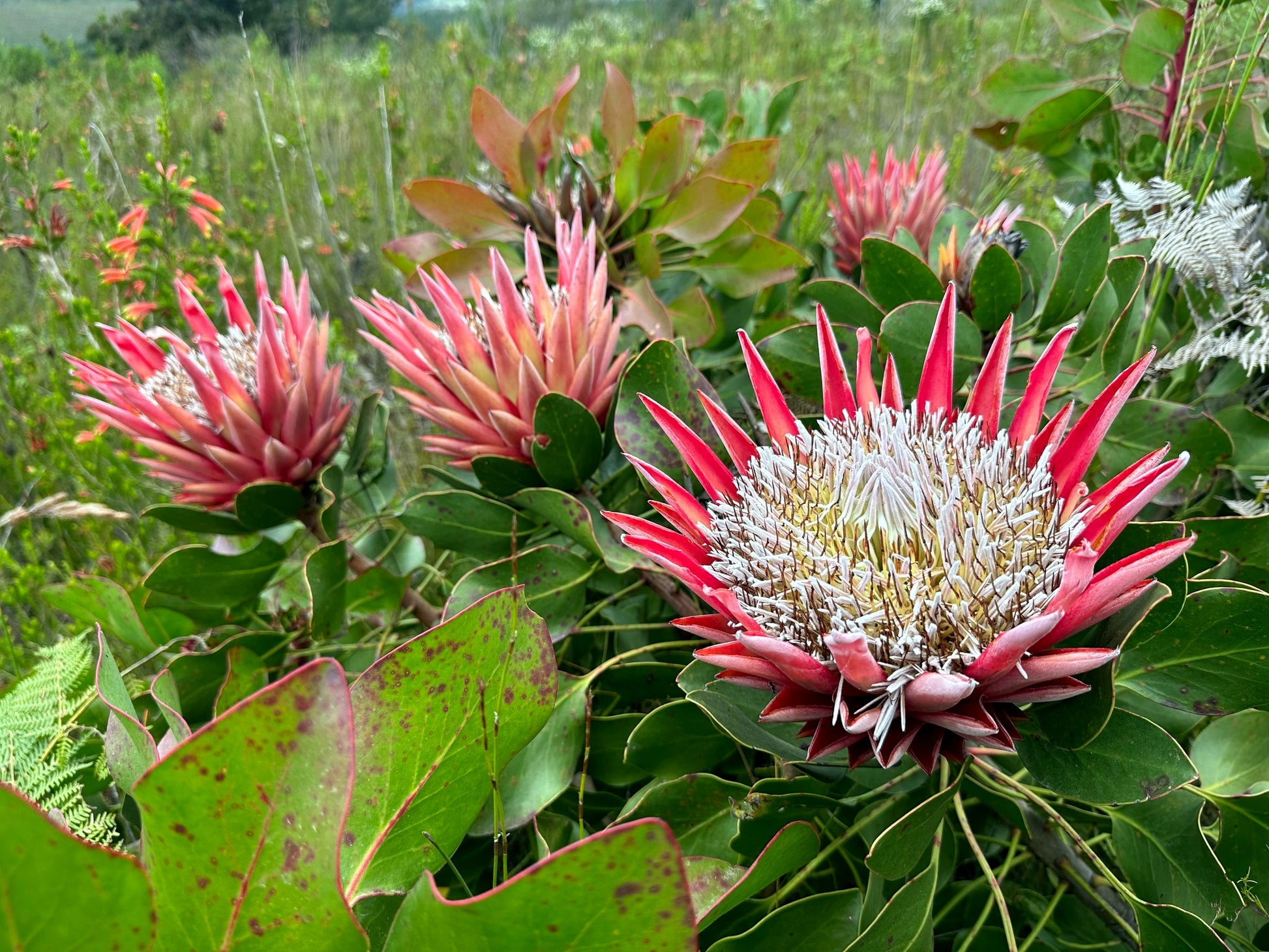 King Protea flowers in a natural setting with green foliage. (Protea cynaroides)