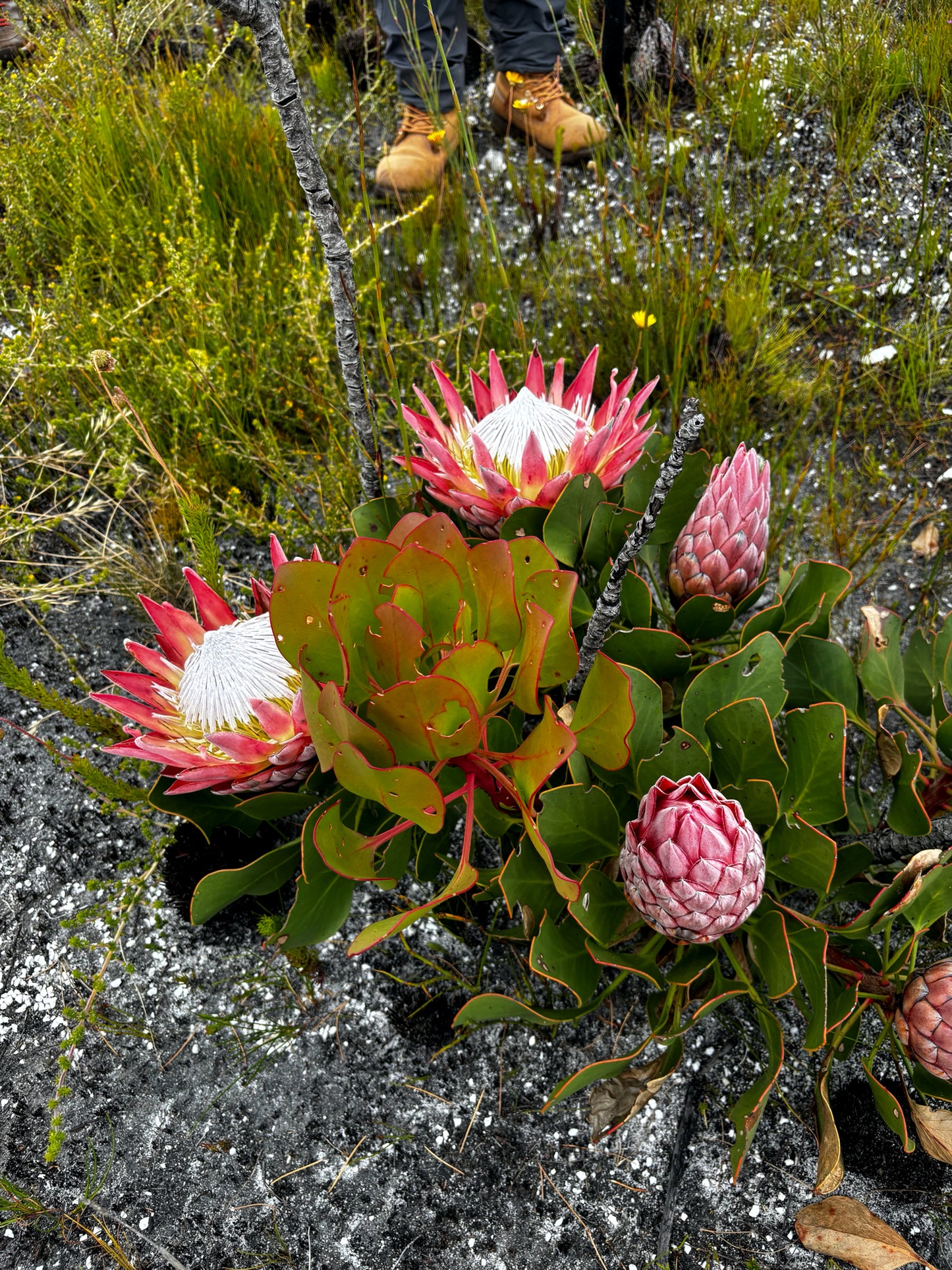 King Protea flowers in a natural setting with grass and soil.