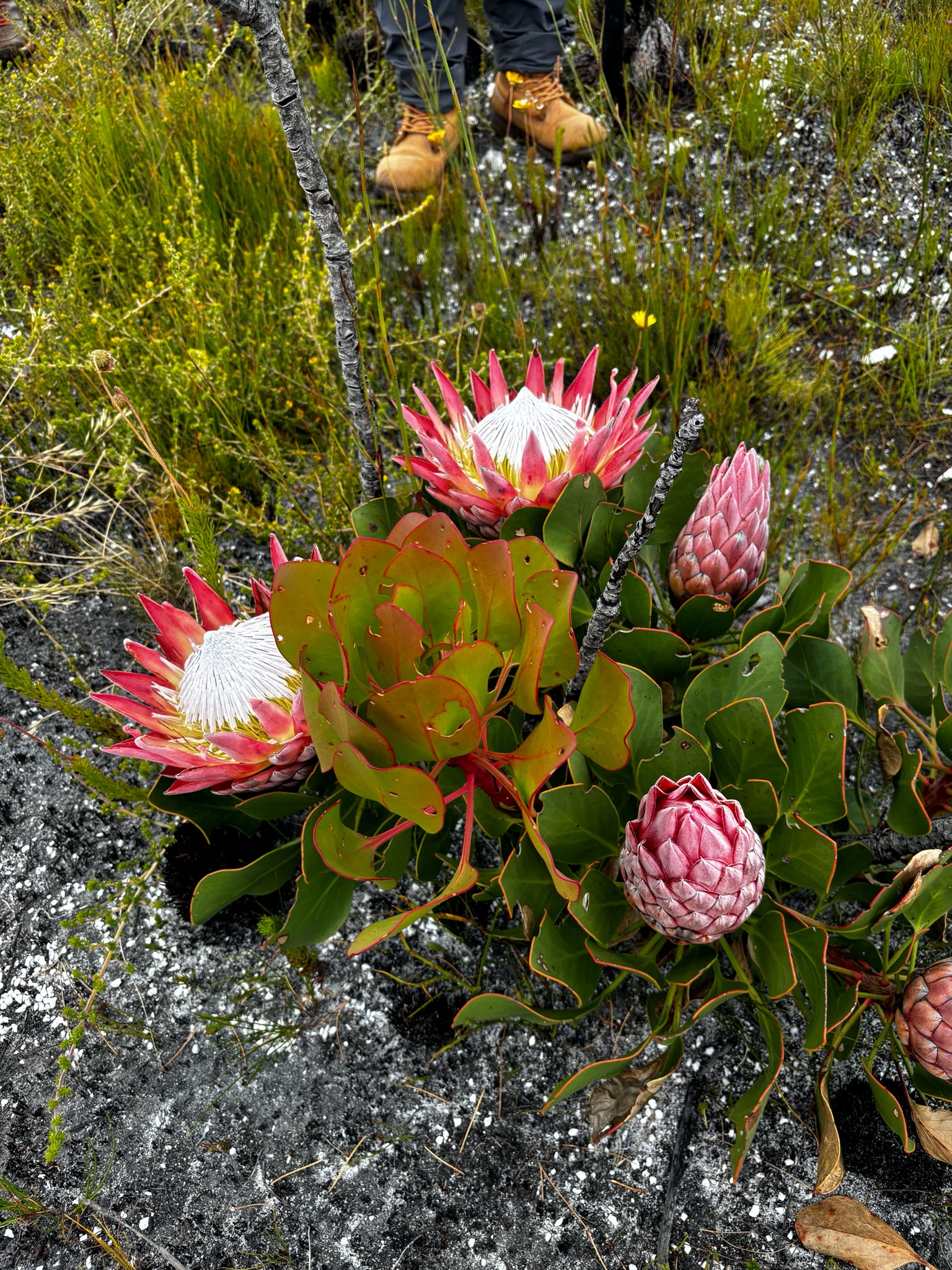 King Protea flowers in a natural setting with grass and soil.