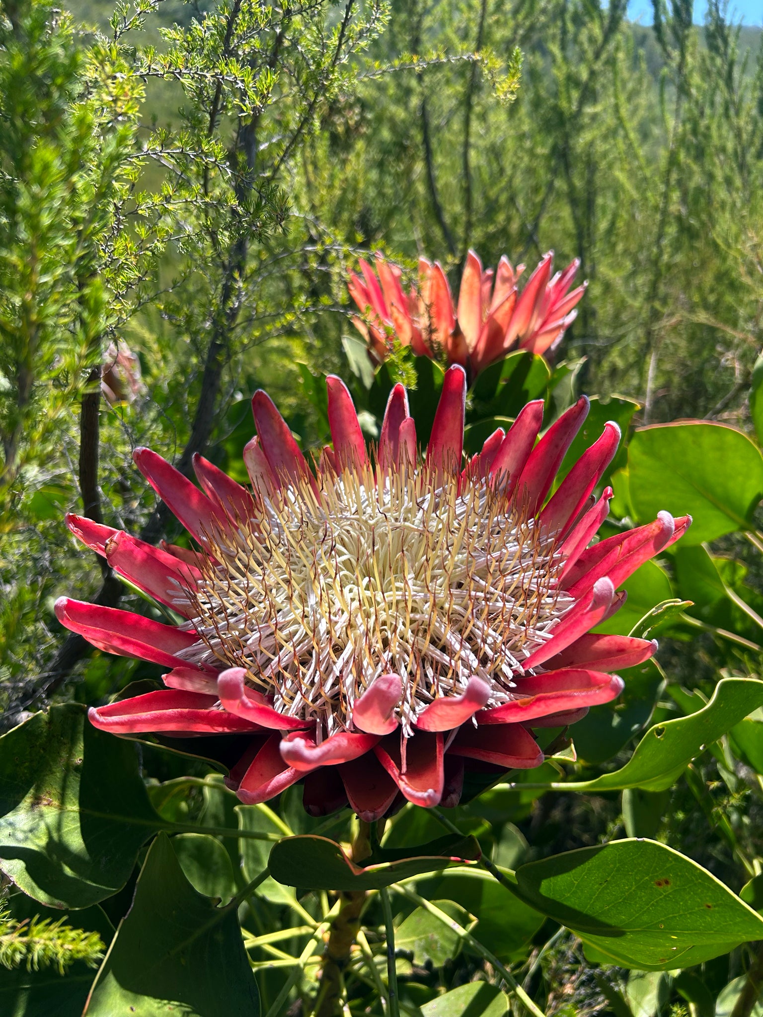 Close-up of a large pink and red King Protea flower with green leaves in the background