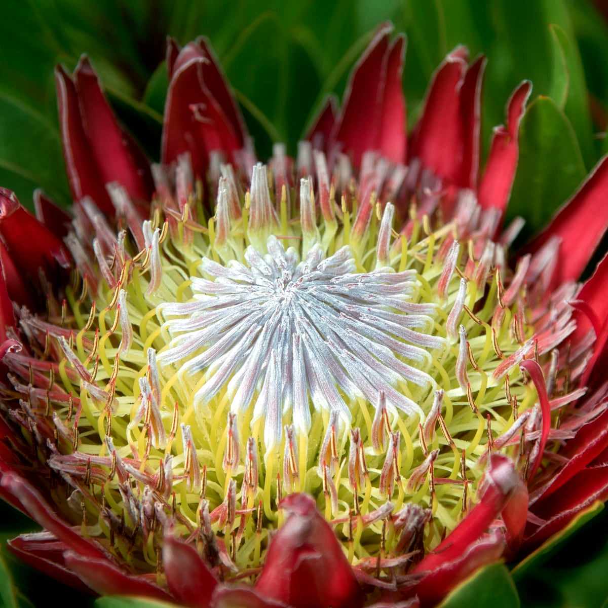 Close-up of a king protea flower with red petals and green center.