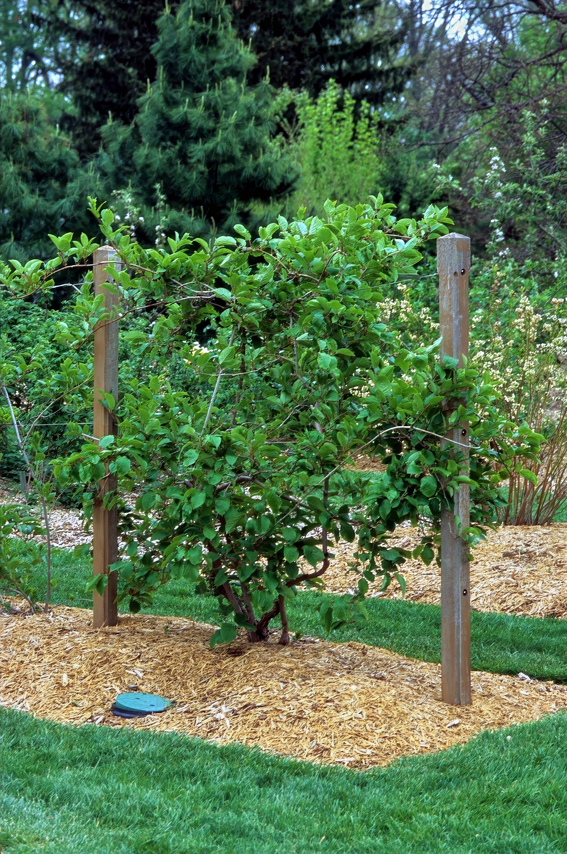 Garden trellis with climbing Issai kiwi plant in a garden setting