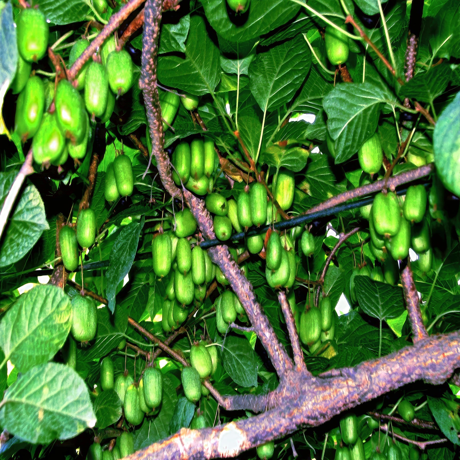 Green Issai kiwi fruits on a tree branch with leaves
