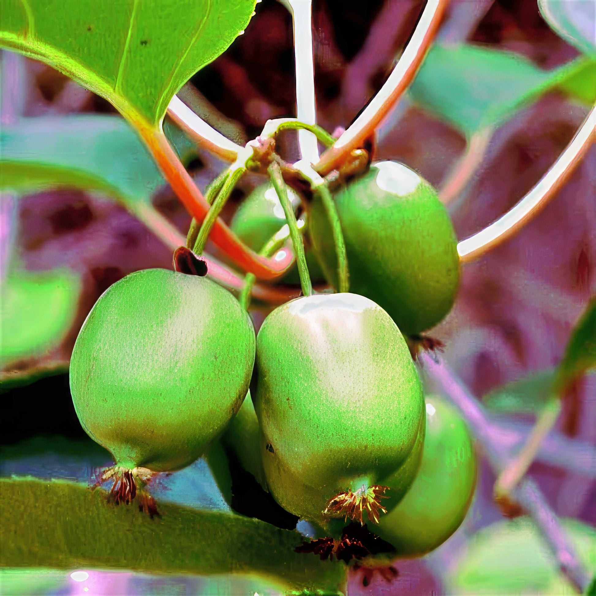 Green Issai fruits hanging from a branch with leaves