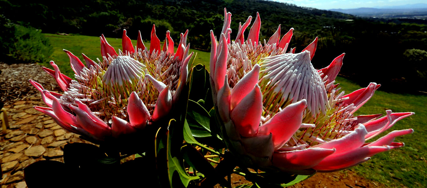 Close-up pair of large pink king protea flower blooms with a blurred natural background