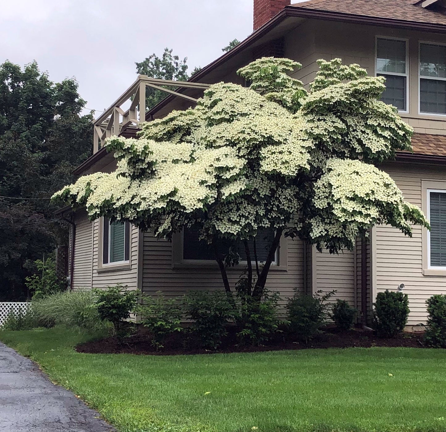 Large Kousa “Milky Way” Dogwood tree with white flowers in front of a house