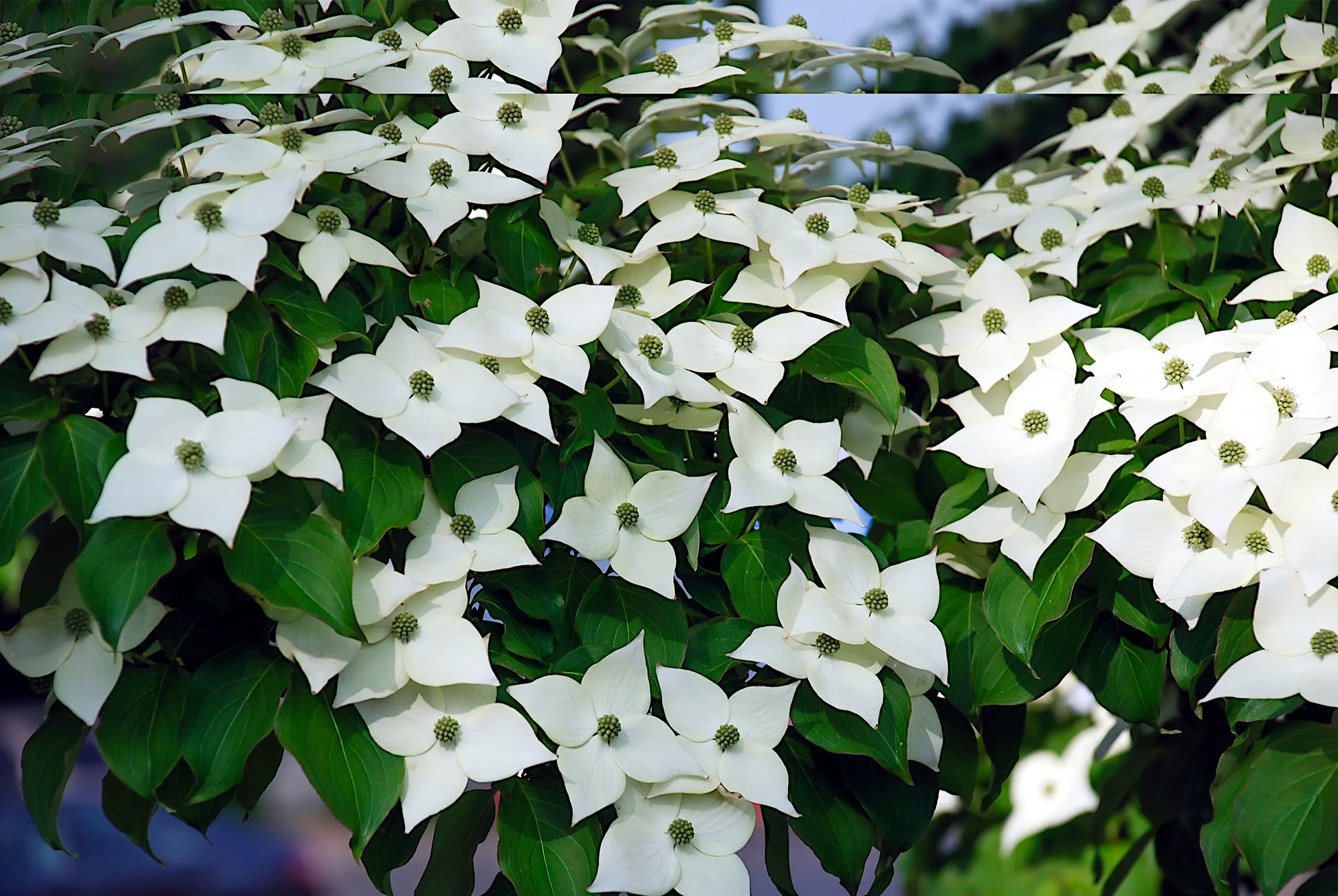 White flowers with green leaves on a Kousa “Milky Way” Dogwood tree. (Cornus kousa)