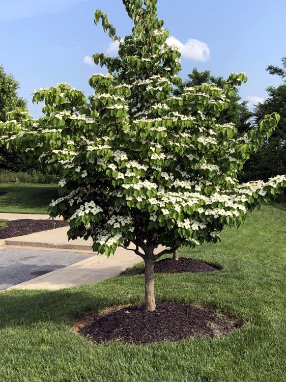 Kousa “Milky Way” Dogwood Tree with white flowers in a garden setting