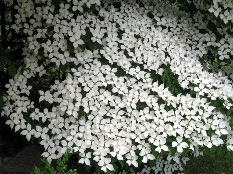 White Kousa Dogwood flowers covering a large area with green leaves in the background
