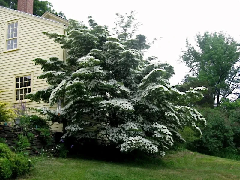Large Kousa Dogwood tree in front of a yellow house with greenery around