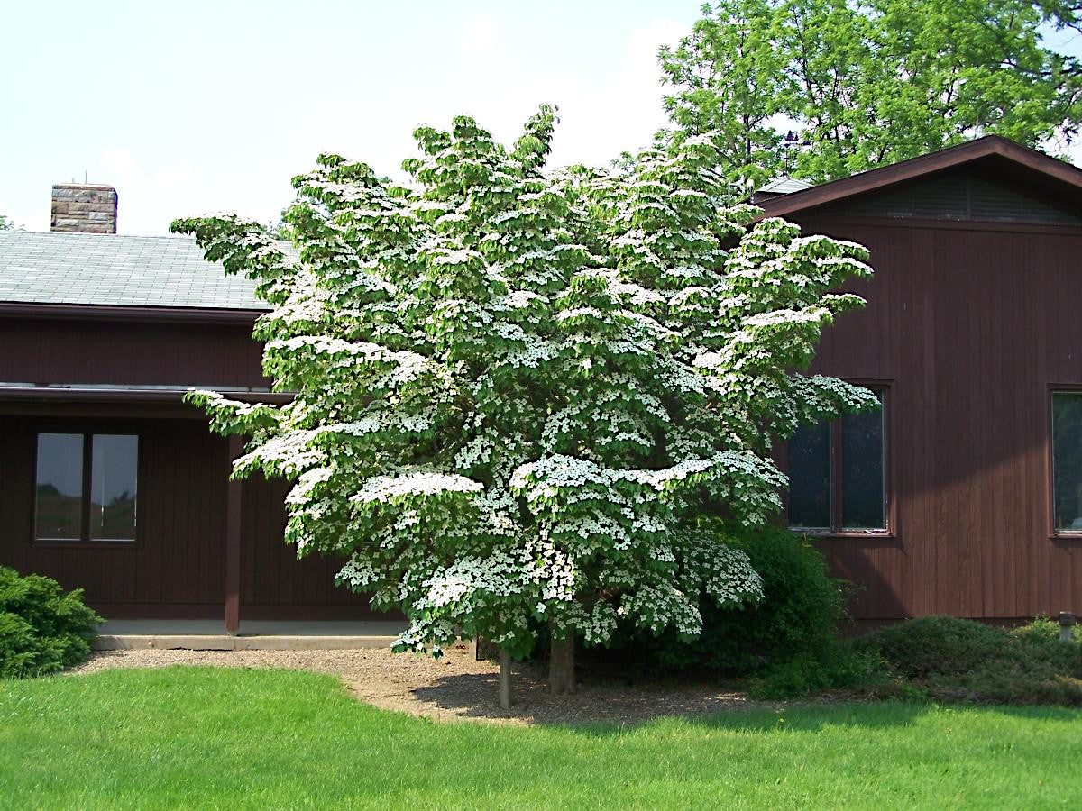 Kousa “Milky Way” Dogwood Tree with white flowers in front of a house