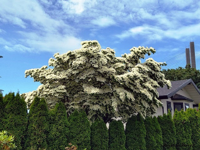 Large Kousa “Milky Way” Dogwood tree with white blossoms in front of a house with a blue sky.