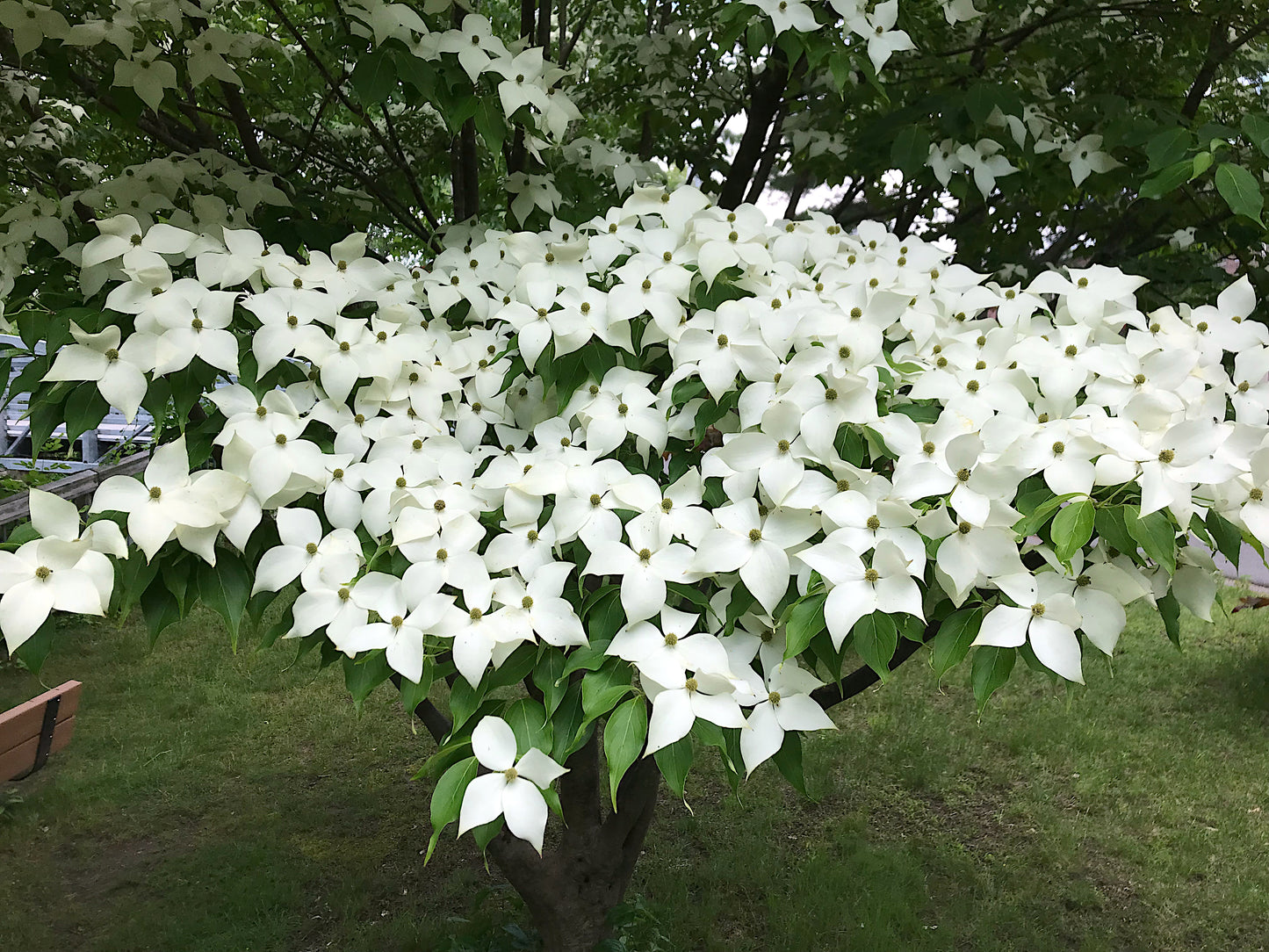 White Kousa Dogwood flowers on a tree with green leaves in the background