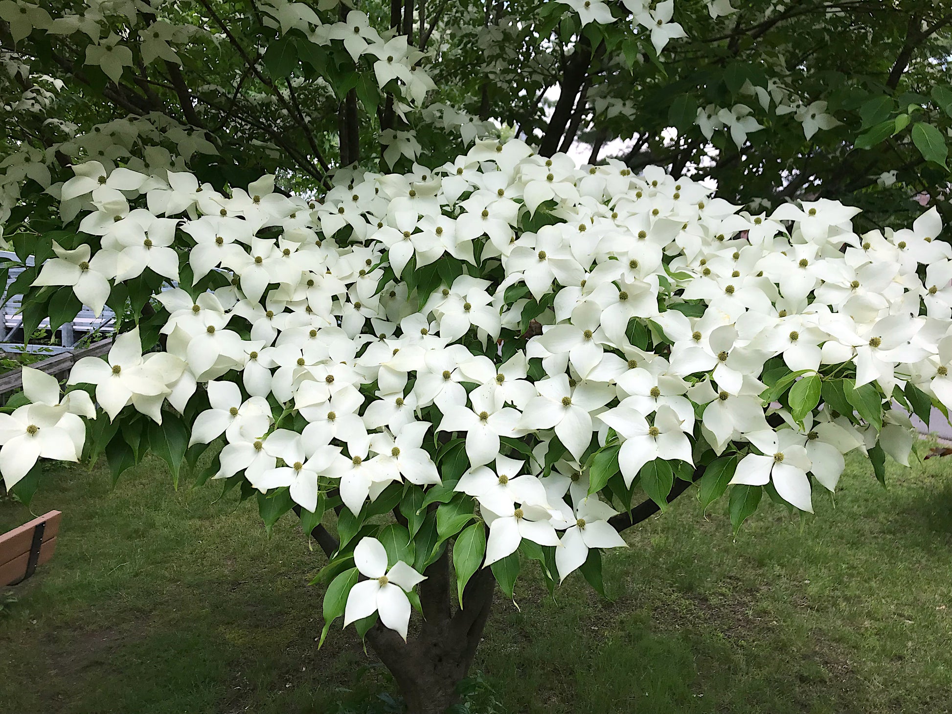 White Kousa Dogwood flowers on a tree with green leaves in the background