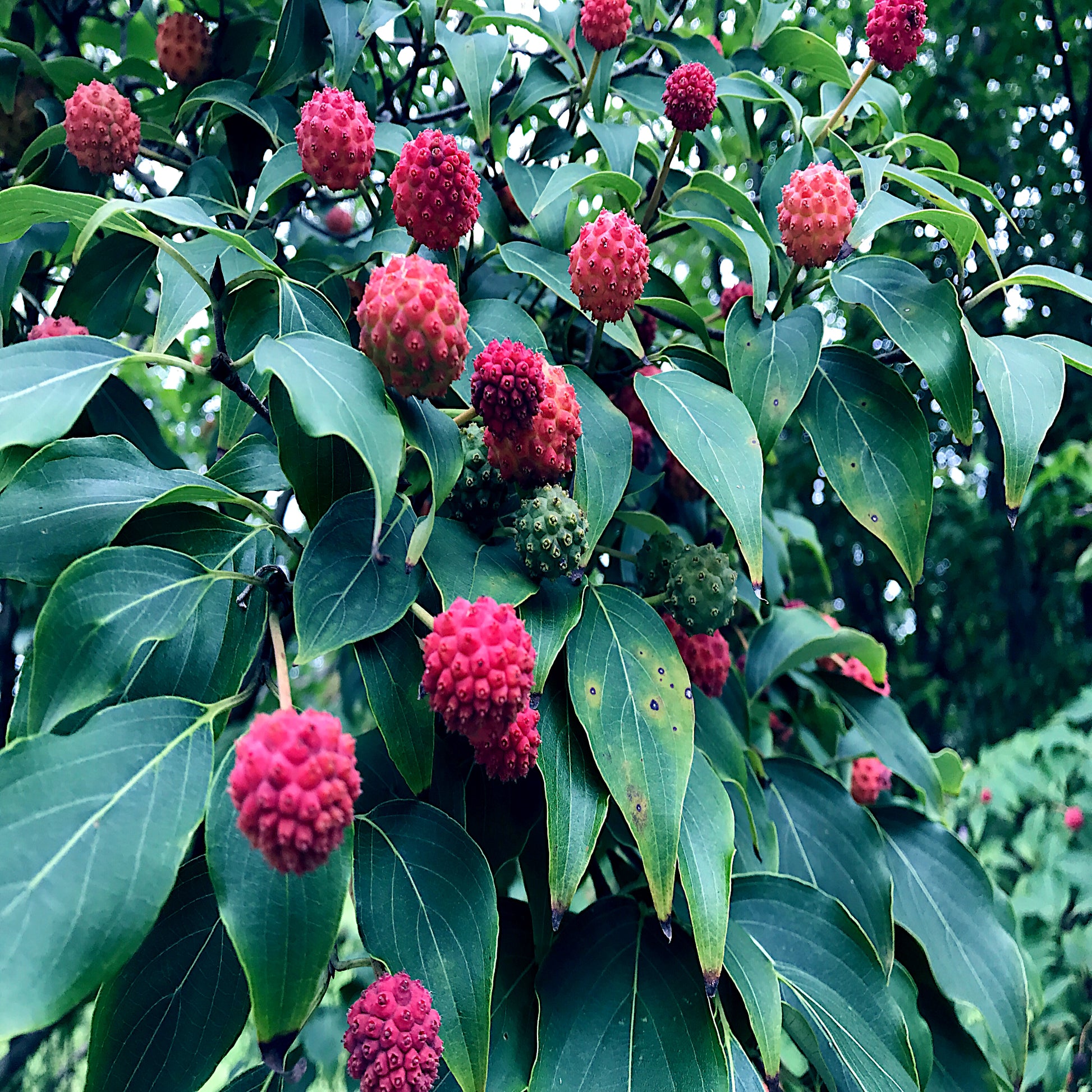 Close-up of a Kousa Dogwood tree branch with red berry fruit and green leaves. (Cornus kousa)
