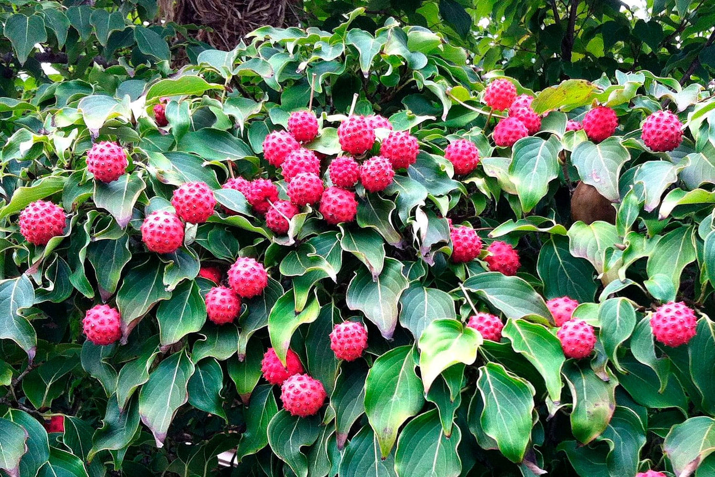 Red berries on a Kousa Dogwood tree with green leaves. 