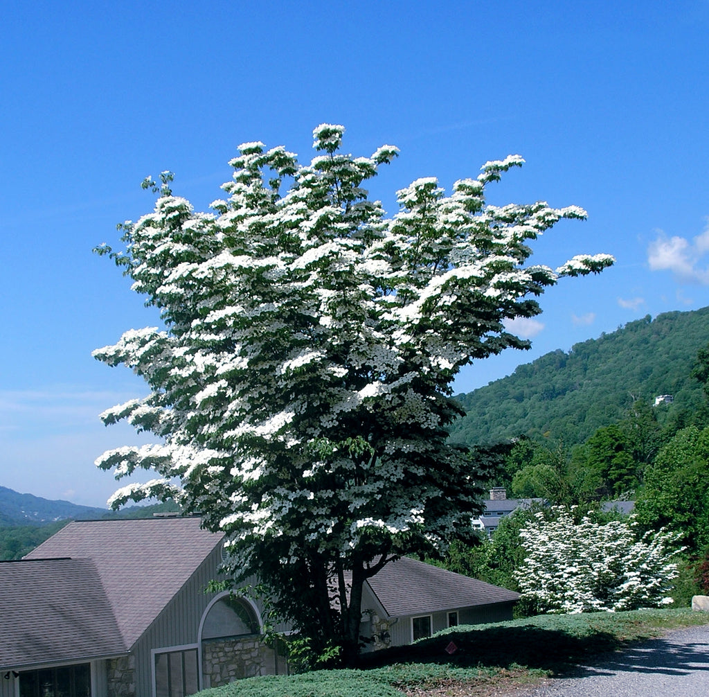 Kousa “Milky Way” Dogwood Tree with white flowers in a suburban setting with houses and mountains in the background. (Cornus kousa)