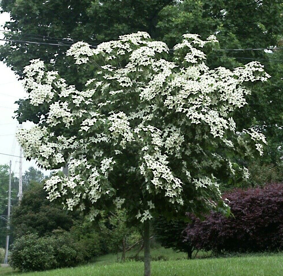 Kousa Dogwood Tree with white flowers in a garden setting