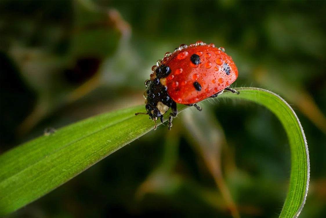 A close-up macro shot of a bright red ladybug with black spots perched on a green leaf, set against a soft, blurred green background.